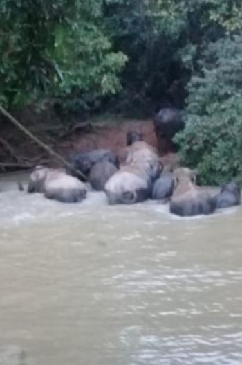 Warga Tewas Diserang Gajah, Pihak TNWK Belum Bisa Klarifikasi, Ini Alasannya!